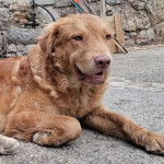 Un Cane di Mannara allongé et semblant détendu