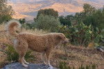 Un Cane di Mannara sur un rocher