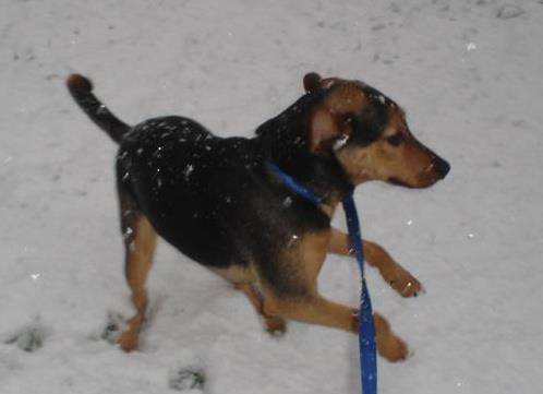 banjo - Cane di Mannara Mâle (5 ans)