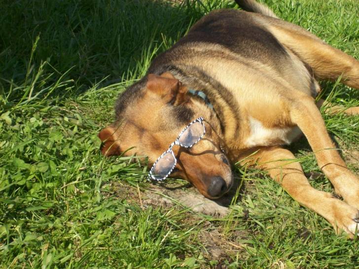 banjo - Cane di Mannara Mâle (5 ans)