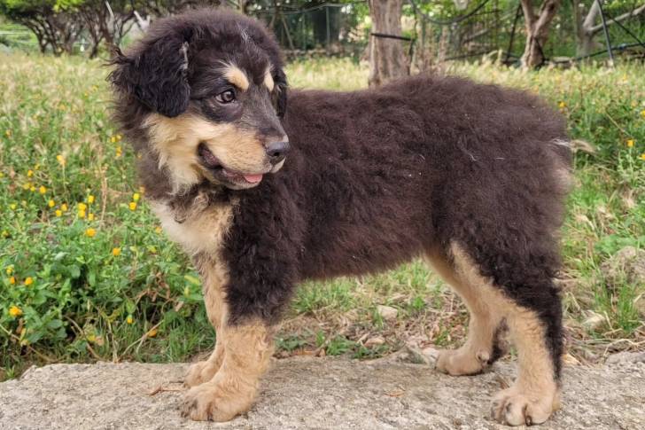 Un Cane di Mannara tirant la langue 