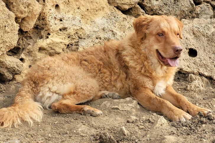 Un Cane di Mannara allongé et tirant la langue 