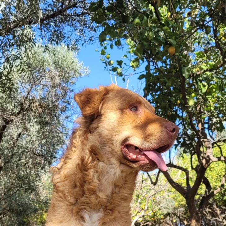 Un Cane di Mannara ayant la langue pendante 