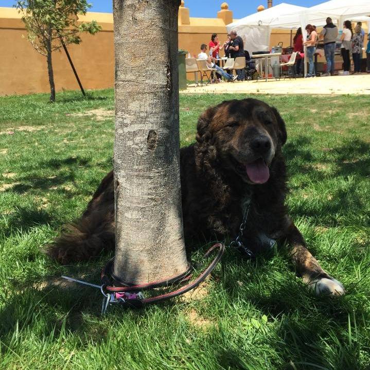 Un Cane di Mannara allongé sur une surface gazonnée et ayant la langue pendante 