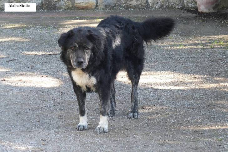 Un Cane di Mannara sur une surface rocailleuse et regardant vers la caméra 