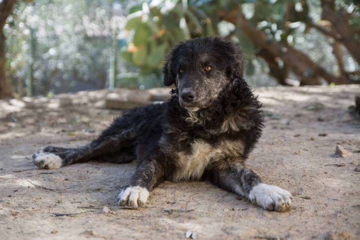 Un Cane di Mannara allongé et semblant détendu