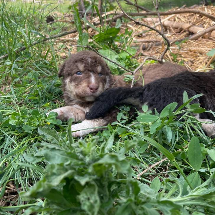 Un chiot Cane di Mannara allongé sur un terrain herbeux 