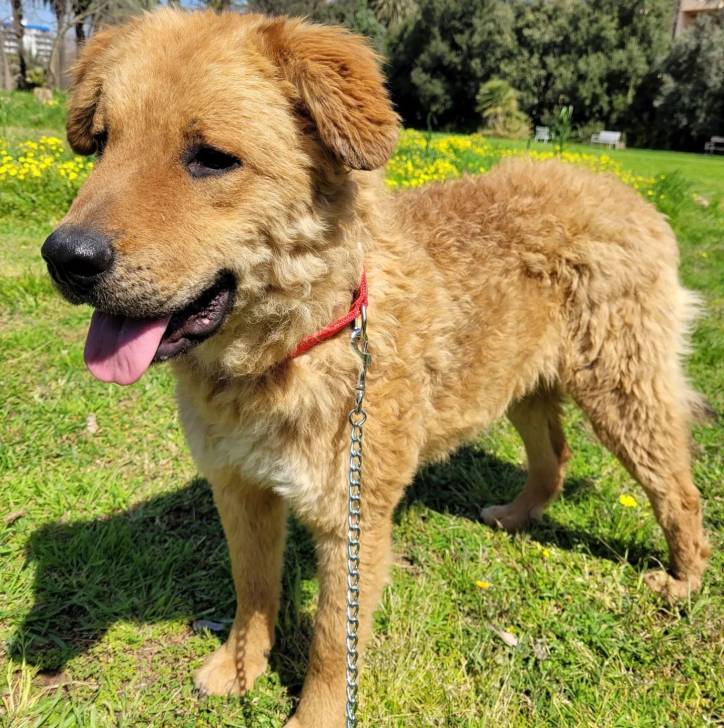 Un Cane di Mannara sur une surface gazonnée et qui est tenu en laisse 