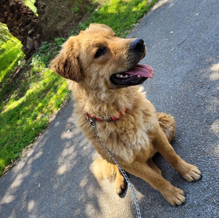 Un Cane di Mannara sur une surface bitumée et qui est tenu en laisse 