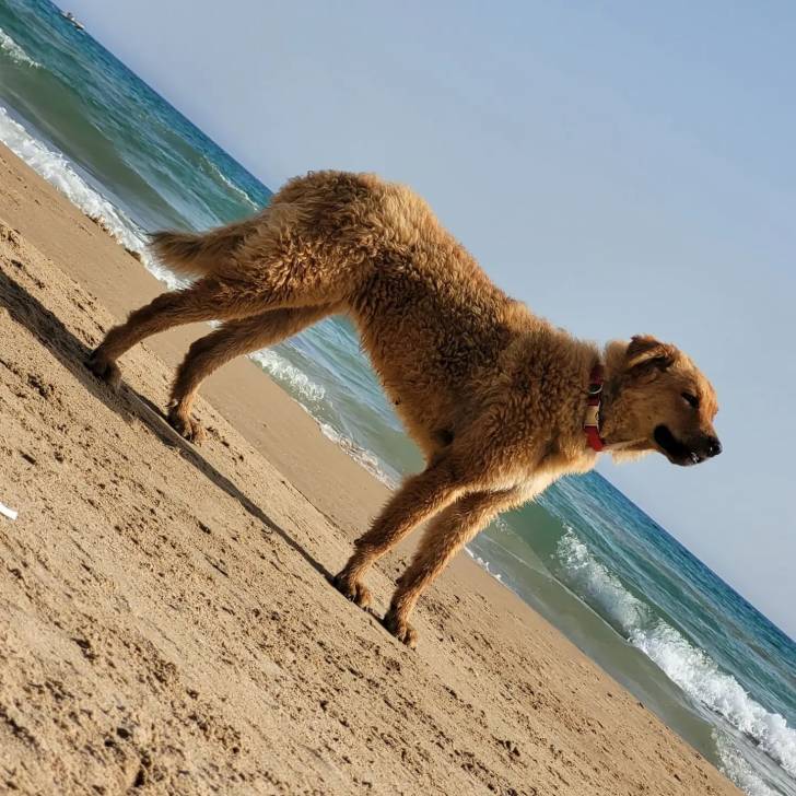Un Cane di Mannara sur une surface sableuse et portant un collier autour du cou