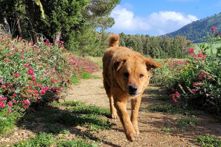 Un Cane di Mannara marchant sur un chemin et regardant vers la caméra 