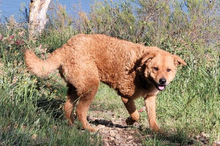 Un Cane di Mannara sur un terrain herbeux et tirant la langue 