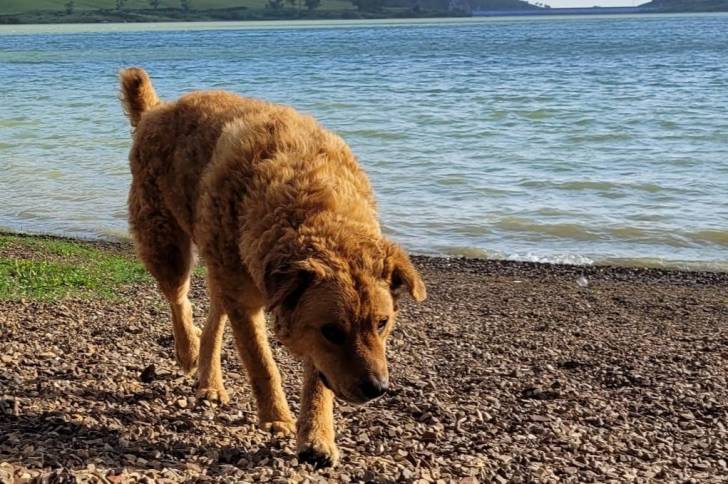 Un Cane di Mannara marchant sur une surface rocailleuse 