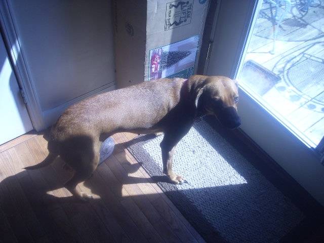 Ruby - Cane di Mannara (2 ans)