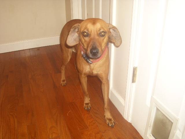 Ruby - Cane di Mannara (2 ans)