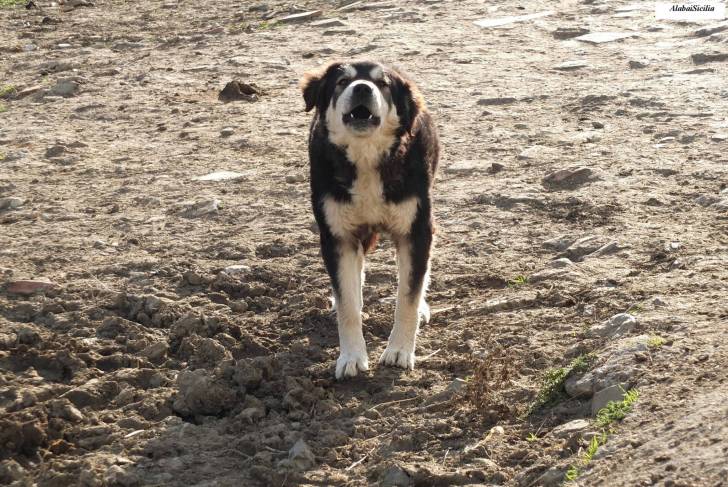 Un Cane di Mannara sur un terrain rocailleux et semblant aboyer 