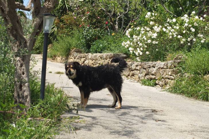 Un Cane di Mannara sur une route 