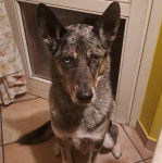 Un Cane delle Alpi Apuane assis sur un sol carrelé 