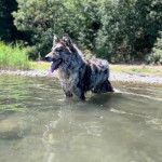 Un Cane delle Alpi Apuane dans l'eau et ayant la langue pendante 
