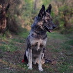 Un Cane delle Alpi Apuane assis sur un terrain herbeux 