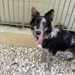 Un Cane delle Alpi Apuane sur des gravillons et ayant la langue pendante 