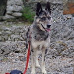 Un Cane delle Alpi Apuane tirant la langue et qui est tenu en laisse