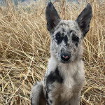 Un Cane delle Alpi Apuane assis sur un terrain herbeux et regardant vers la caméra 