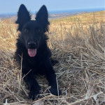 Un Cane delle Alpi Apuane allongé sur un terrain herbeux et ayant la langue pendante 