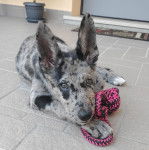 Un Cane delle Alpi Apuane allongé sur un sol carrelé et regardant vers la caméra 