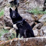 Un Cane delle Alpi Apuane assis et portant un harnais 