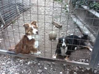 Getro e Ducky - Cane delle Alpi Apuane Mâle