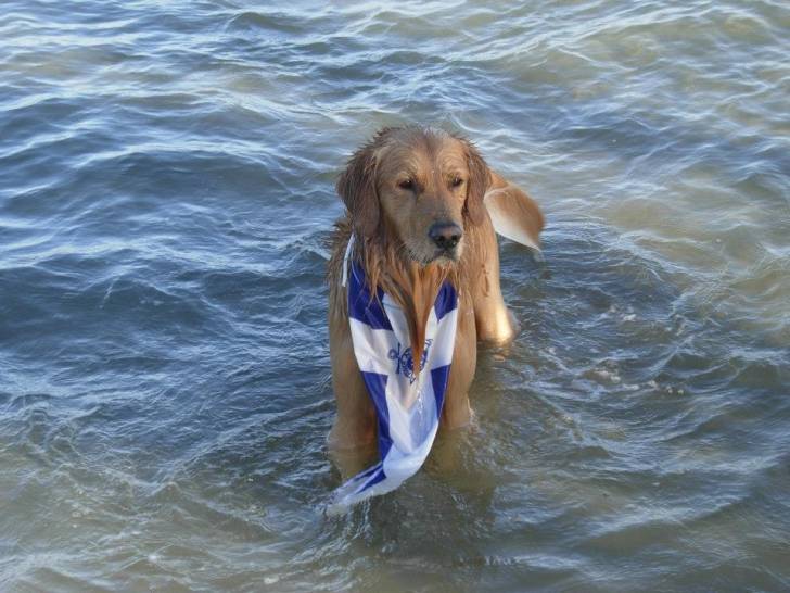 Simba - Cane delle Alpi Apuane Mâle (4 ans)