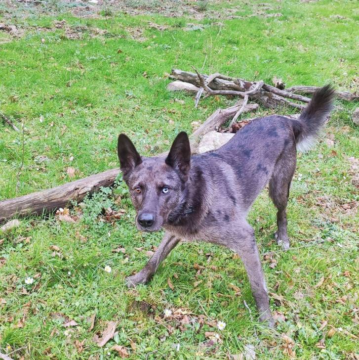 Un Cane delle Alpi Apuane sur une surface herbacée 