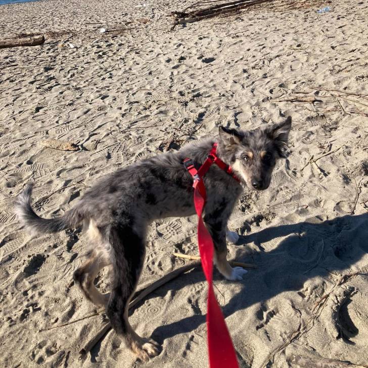 Un Cane delle Alpi Apuane sur un sol sableux et qui est tenu en laisse 