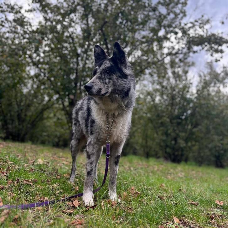 Un Cane delle Alpi Apuane sur une surface gazonnée et qui est tenu en laisse 