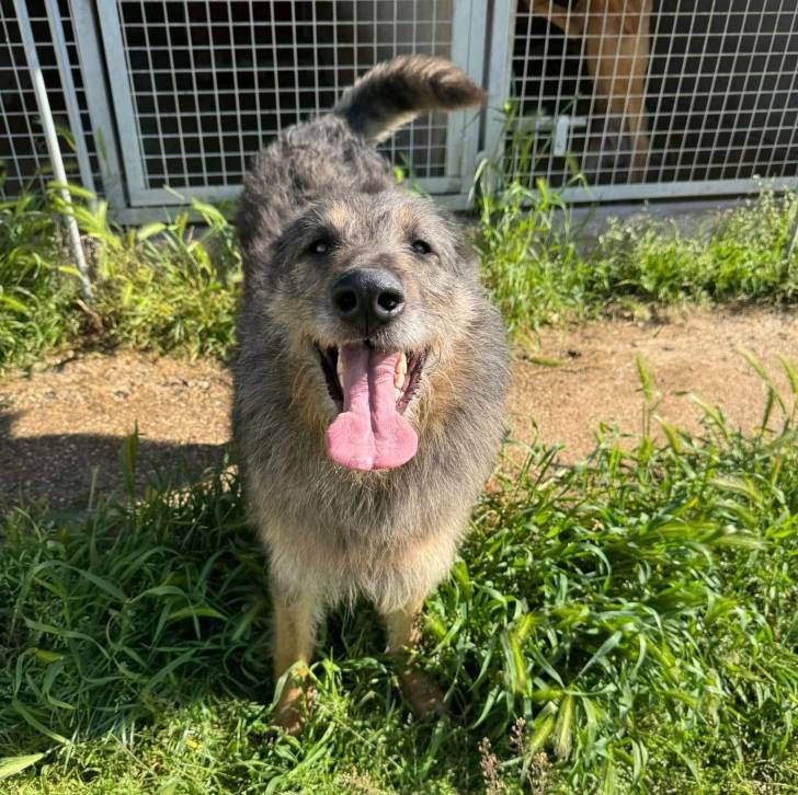 Un Cane delle Alpi Apuane sur un terrain herbeux et tirant la langue 