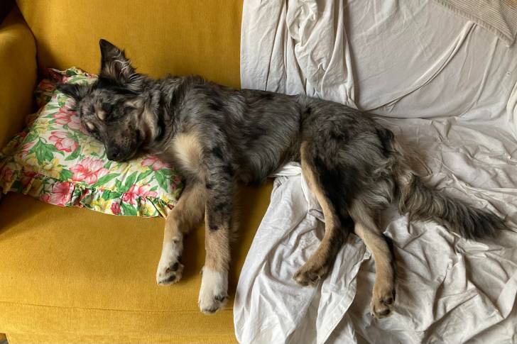 Un Cane delle Alpi Apuane allongé sur un canapé et semblant détendu 