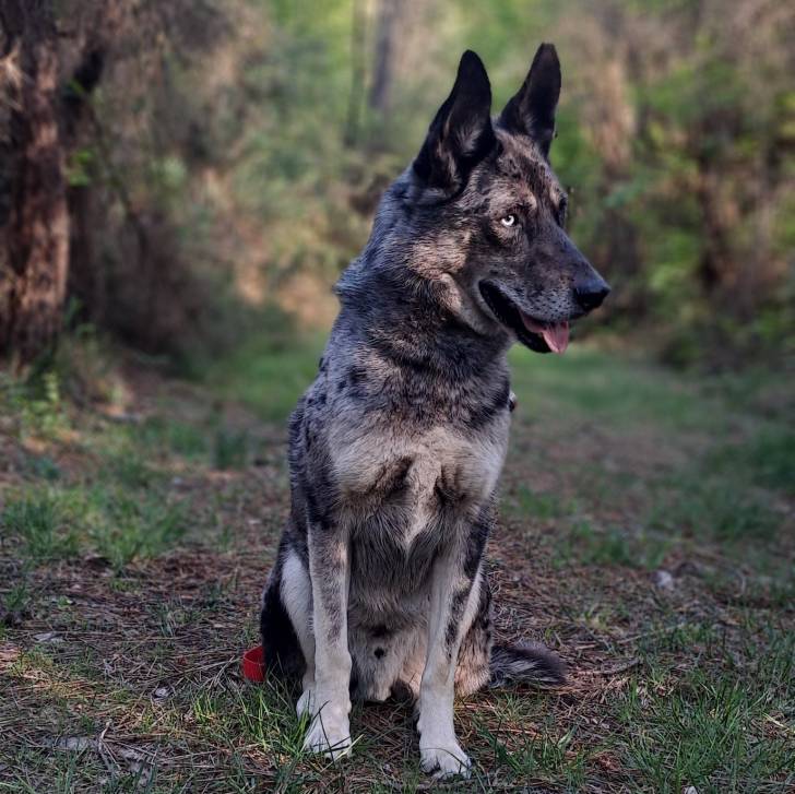 Un Cane delle Alpi Apuane assis sur un terrain herbeux 