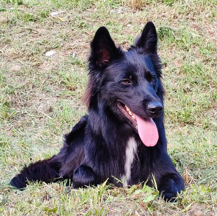 Un Cane delle Alpi Apuane allongé sur un terrain herbeux et ayant la langue pendante 