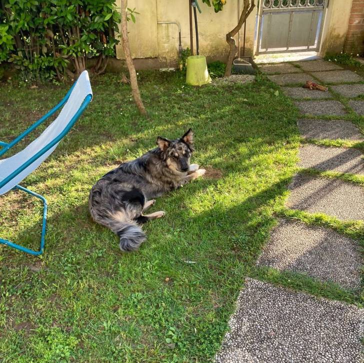 Un Cane delle Alpi Apuane allongé sur une surface gazonnée 