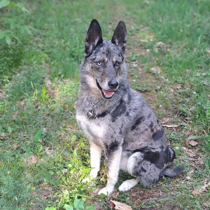 Un Cane delle Alpi Apuane assis sur un terrain herbeux et portant un collier autour du cou