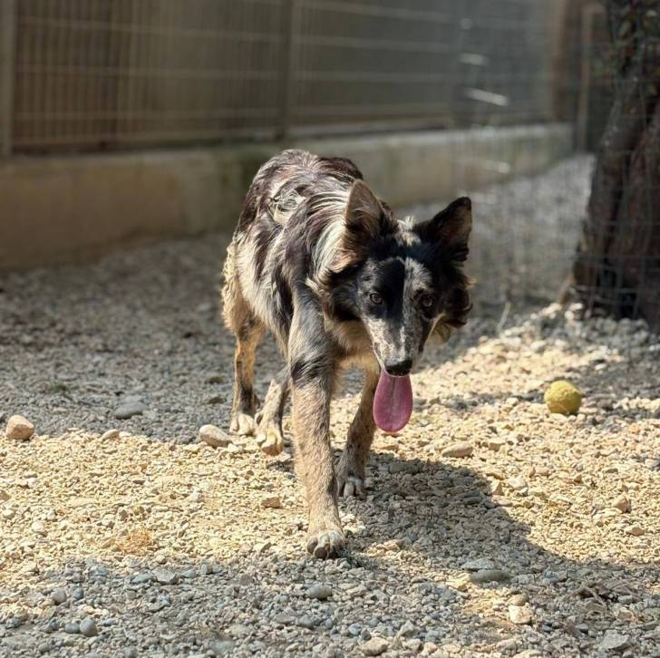 Un Cane delle Alpi Apuane marcha,t sur une surface rocailleuse et ayant la langue pendante 