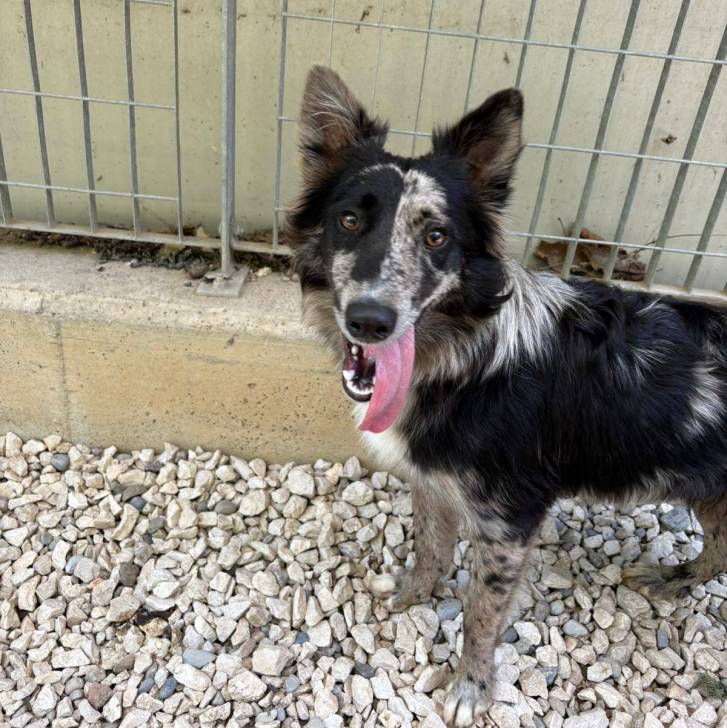 Un Cane delle Alpi Apuane sur des gravillons et ayant la langue pendante 