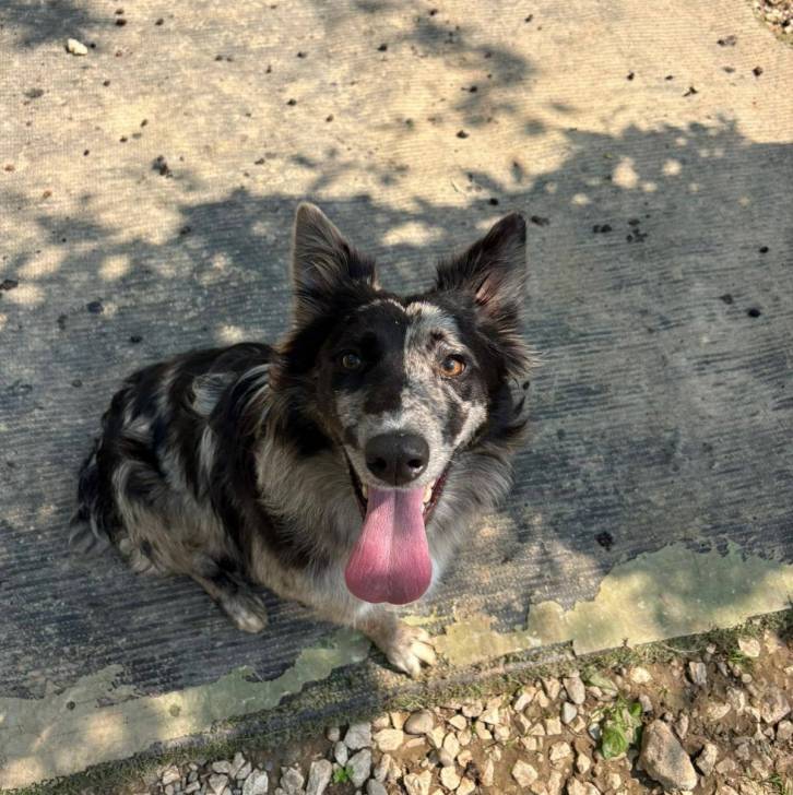 Un Cane delle Alpi Apuane assis sur une surface bétonnée et ayant la langue pendante 