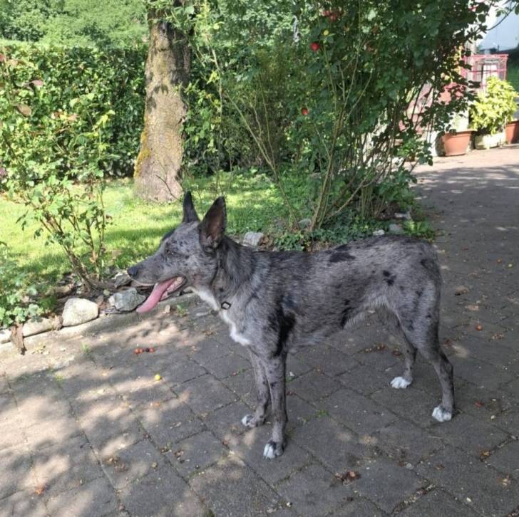 Un Cane delle Alpi Apuane tirant la langue et portant un collier autour du cou