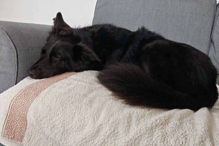 Un Cane delle Alpi Apuane allongé sur un fauteuil et semblant détendu 