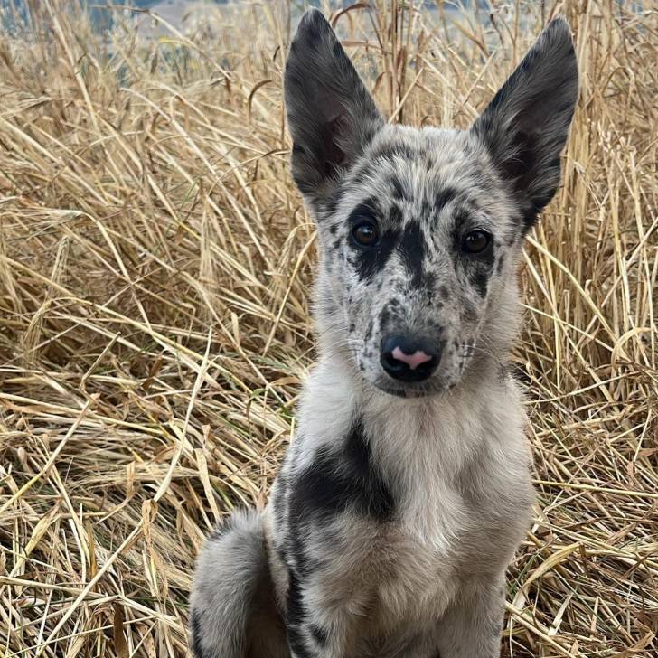 Un Cane delle Alpi Apuane assis sur un terrain herbeux et regardant vers la caméra 