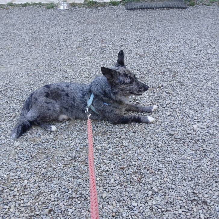 Un Cane delle Alpi Apuane allongé sur des gravillons et qui est tenu en laisse 