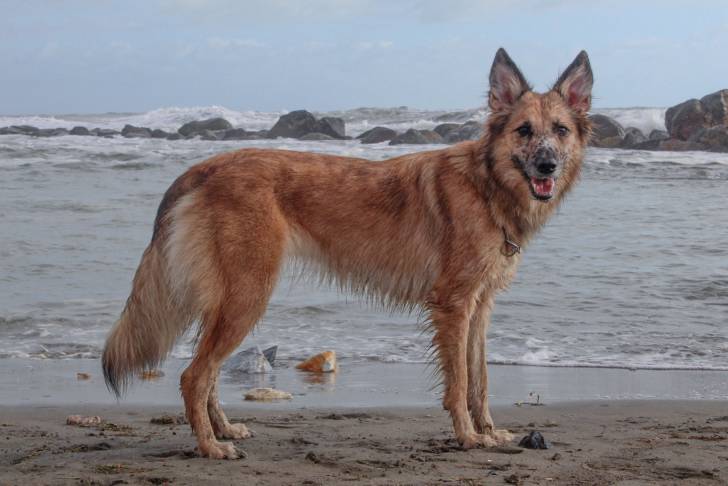 Un Cane delle Alpi Apuane sur une surface sableuse