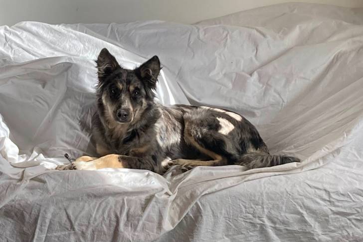 Un Cane delle Alpi Apuane allongé sur un canapé et regardant vers la caméra 
